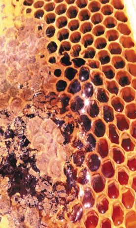0907E_HoneyComb.jpg