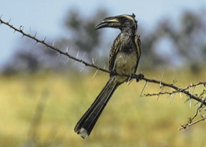 1210E_SOPAHornbill.jpg